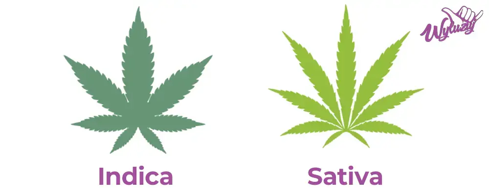Indiva vs Sativa - wygląd liści. 